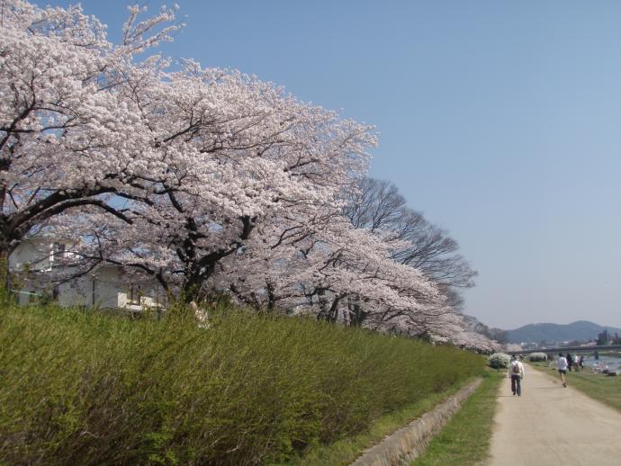 写真：4月12日撮影の桜6