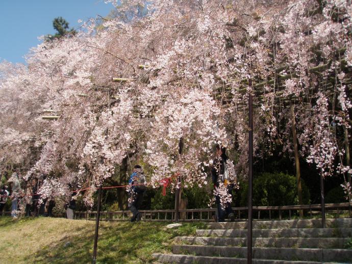 写真：4月13日撮影の桜1