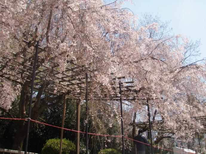 写真：4月13日撮影の桜2