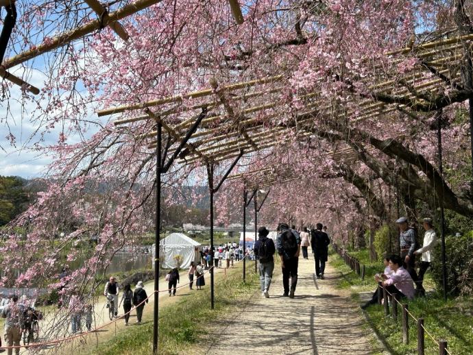半木の道しだれ桜