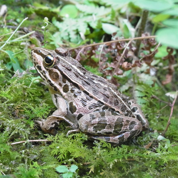 トノサマガエル