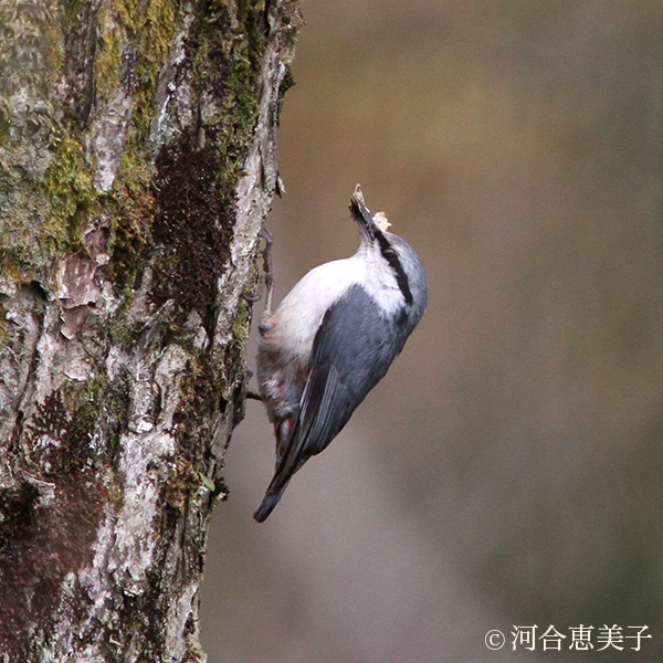 ゴジュウカラ