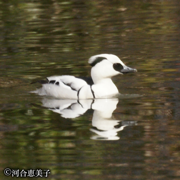 ミコアイサ（準絶滅危惧種）  撮影：河合恵美子