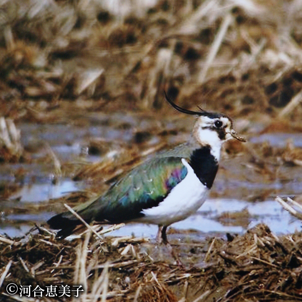 タゲリ(準絶滅危惧種) 撮影:河合恵美子