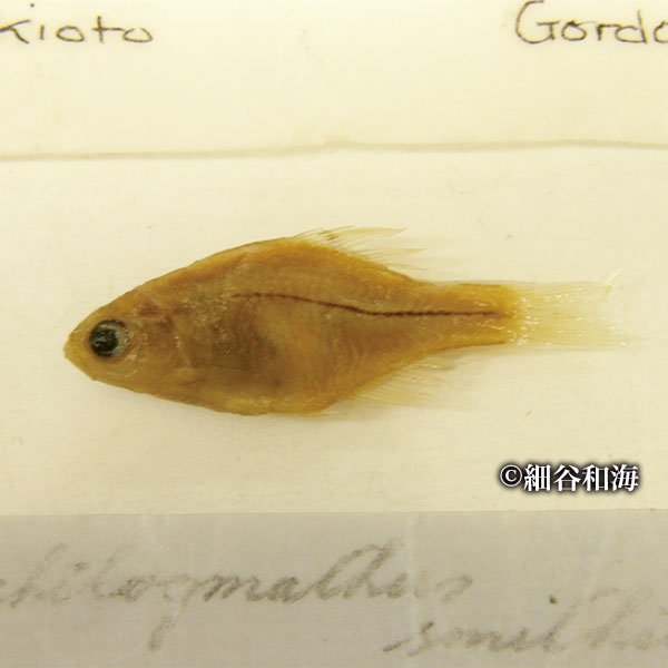 カゼトゲタナゴ(要注目種) 撮影:細谷和海 タイプ標本 タイプ産地は京都(Kioto)