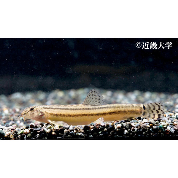 タンゴスジシマドジョウ(絶滅寸前種) 提供:近畿大学