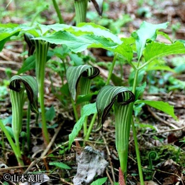 アシウテンナンショウ