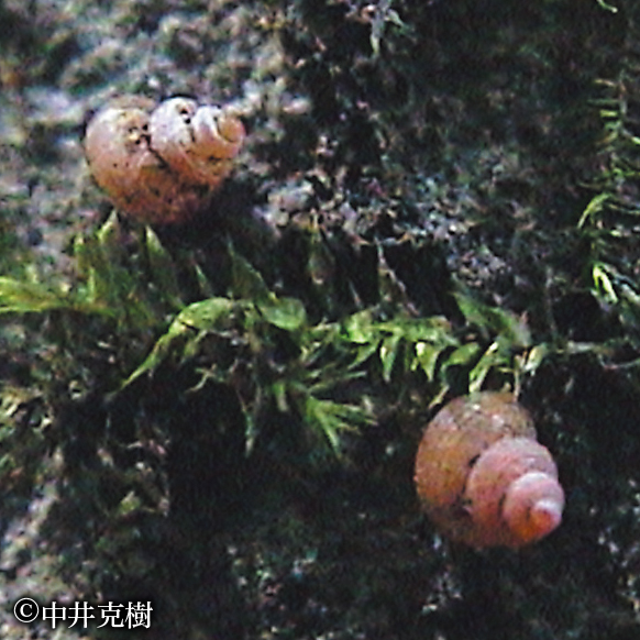 ゴマオカタニシ