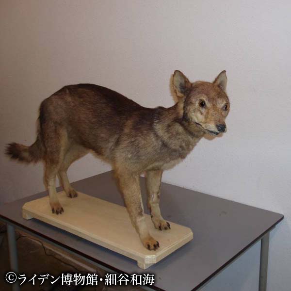 ニホンオオカミ 京都府レッドデータブック15