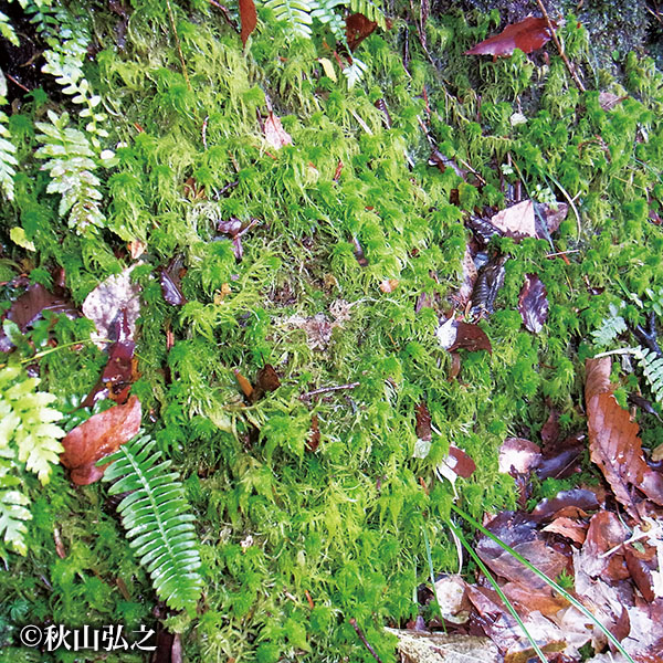 ホソベリミズゴケ(準絶滅危惧種) 撮影:秋山弘之〈2012.05〉 京都大学芦生研究林