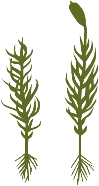 コケ植物のロゴマーク