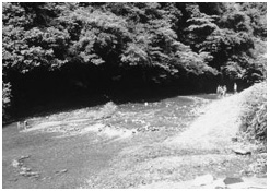 賀茂川の生息環境