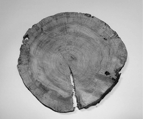 写真11　試料木の樹木円板の例