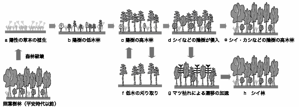 植生遷移からみた京都における森の変化