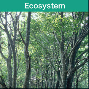 Ecosystem