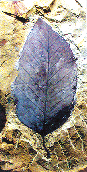 宮津市木子産 Fagus antipofi 産総研地質標本館GSJF1362