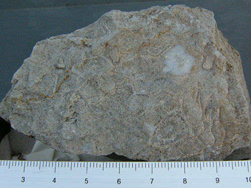 観音峠の石灰岩体の転石から採取した四射サンゴ化石