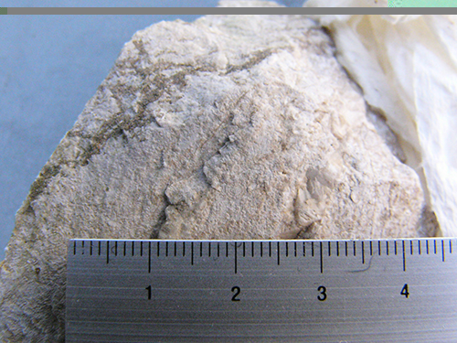 観音峠石灰岩表面に見られる紡錘虫化石で、風化面の約2mmの渦巻き状のものがトリシーテス属のもの