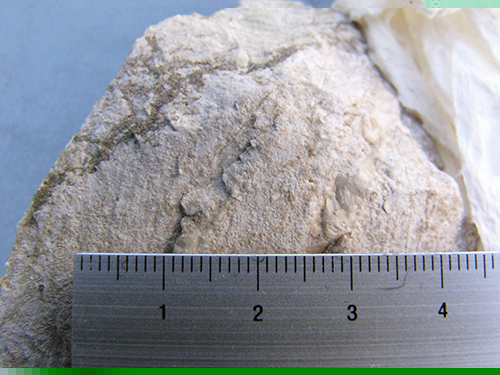 観音峠石灰岩表面に見られる紡錘虫化石で、風化面の約2mmの渦巻き状のものがトリシーテス属のもの