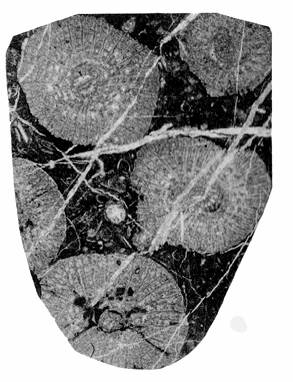 Waagenophyllum tambenseとされた化石