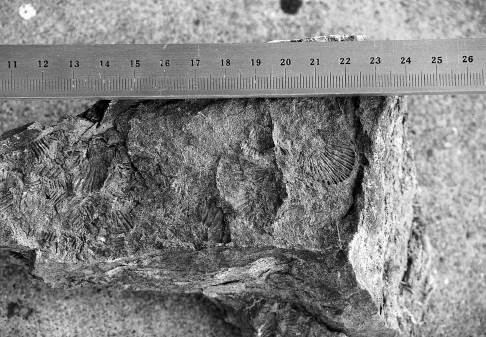 京北周山町魚ヶ淵のモノチス化石。殻の大きさは約2.5cm