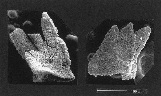前掲の写真のチャートからかつて産出した三畳紀新世最後期レーチアンを示すMisikella posternsteini