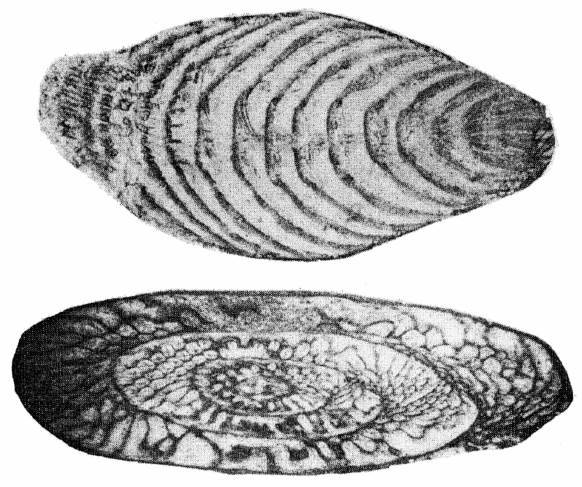 上: Colaniella parva長さ1.5mm。下: Palaeofusulina aff. Sinensis長さ2mm(Ishii et al.より)
