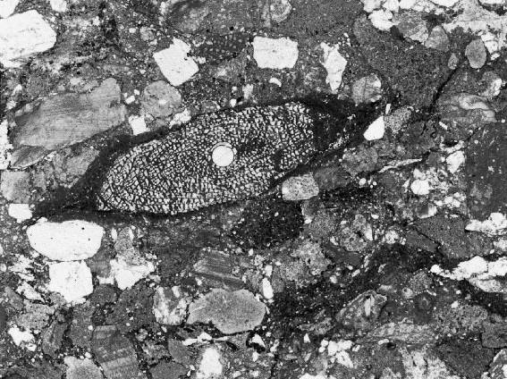 細礫岩中のレピドリナ。長さ約6mm。外側が泥でうめられている
