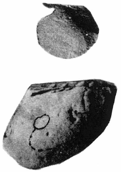 上:Claraia 下:Bakevellia(巾2.5cm)(Nakazawa1959による)