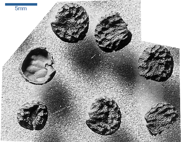 アオカズラの種子化石