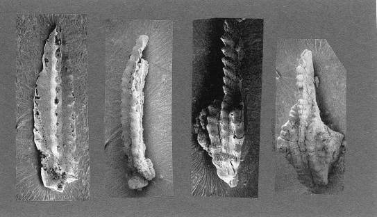 石炭紀コノドントの電子顕微鏡写真。コノドントは長さ1mm程度