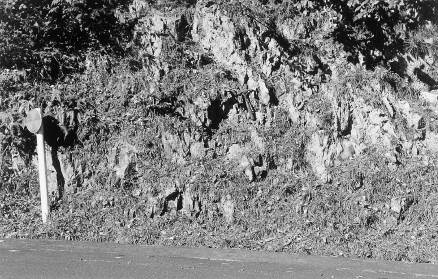 京都市右京区高雄の三畳紀古世砥石型珪質粘土岩（鳴滝砥石）の露頭