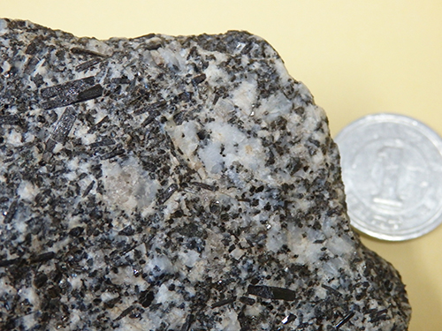 比叡花崗岩に見られる褐簾石。大きいもので長さ1cmに及ぶ（益富地学会館標本）