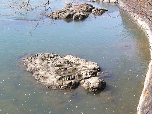 2013年撮影の宇治市莵道宇治川河床に見られる亀石。2012年の水害後の撮影である