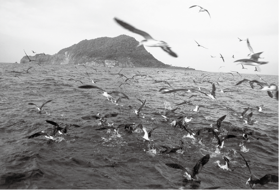 舞鶴湾上より冠島を望む（写真・舞鶴市）