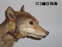 ニホンオオカミ模式標本