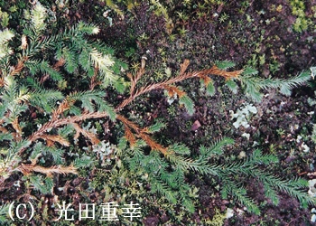 qJY摜