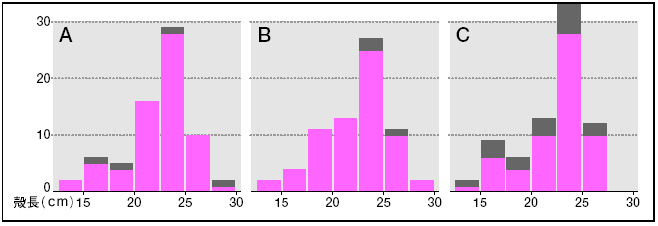 図3 調査ラインごとのカラスガイの殻長分布　（灰色部は死殻を示す）