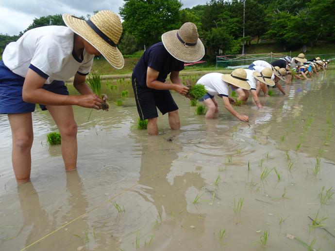 田植えの様子