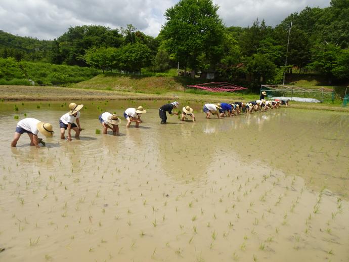 田植えの様子