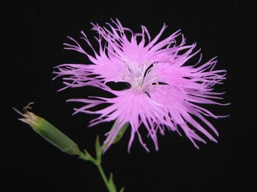 京都府の草花