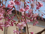 京都府の花