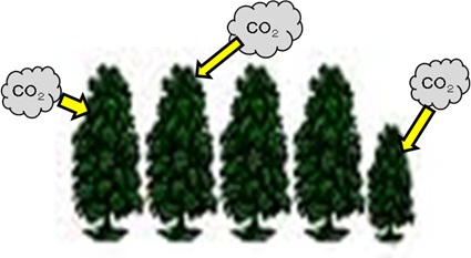 二酸化炭素を杉林が吸収します
