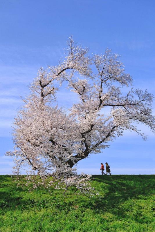 桜堤での散歩