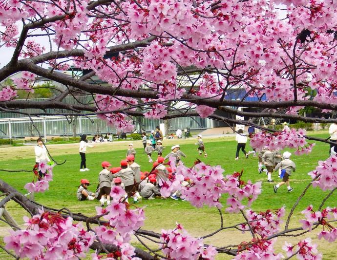 桜と元気な園児たち