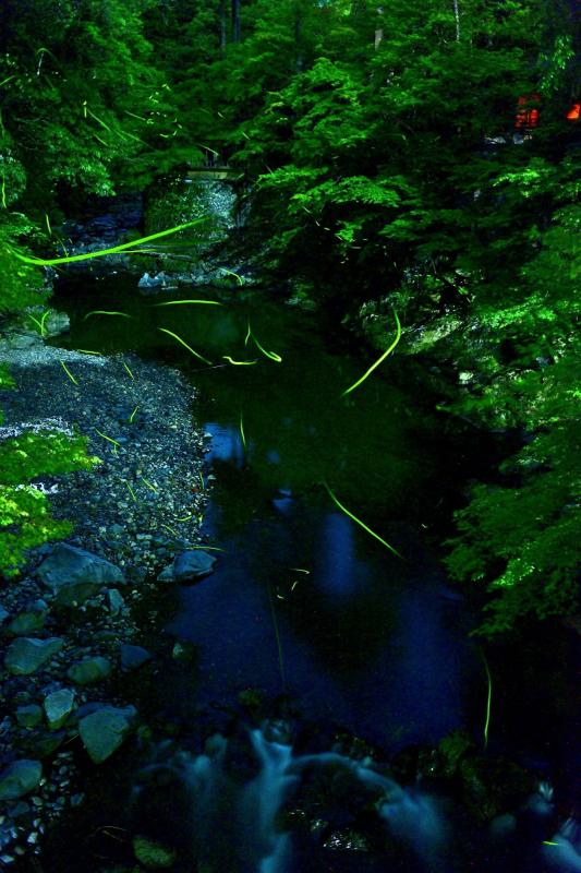 静寂の灯