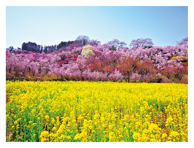 圧巻の花見山