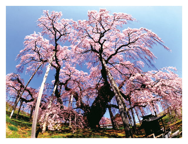三大桜の一つ滝桜