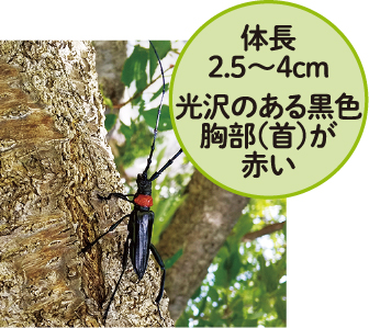 クビアカツヤカミキリの写真
