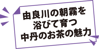由良川の朝霧を浴びて育つ中丹のお茶の魅力